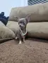 Чихуахуа чихуа хуа, снимка 5