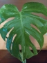 Monstera Tha, снимка 4