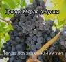 Грозде сорт Мерло, Болгар и Хамбургски мискет , снимка 2