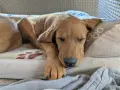 Подаряват се кучета, снимка 8