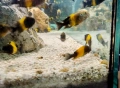 Африкански цихлиди / Трофеуси, снимка 4