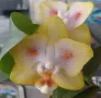 орхидея phalaenopsis batman, снимка 1
