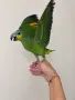 Бебе Венецуелска Амазона, снимка 1