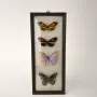 Препарирани пеперуди в рамка от Бразилия #5891, снимка 1