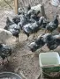 Сребърно кантиран виндот, снимка 2