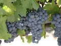 Продавам грозде – Памид и Каберне совиньон., снимка 4