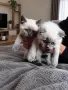 Шотландски котета Колорпойнт , снимка 4
