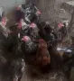 млади декоративни петлета , снимка 2