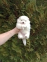 Мъжки бял Померан.  Реални снимки от 28.02.26 г.  , снимка 5