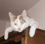 Бяло-рижав котарак търси дом, снимка 8