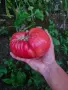 Семена от домати , снимка 5