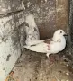 Пазарджийски гълъби , снимка 1