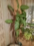Продавам Дифенбахия, снимка 1