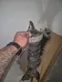 Амортисьори за порше кайен 2011 г , снимка 2