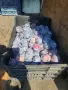 Сини сливи за ракия Стенлей гледана по биологична програма , снимка 3