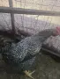 Продавам Млади петли, снимка 2