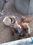 Белгийска овчарка, снимка 2