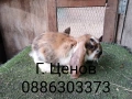 Продавам кочовати зайци., снимка 3
