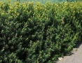Тис, Taxus baccata, студоустойчив , снимка 2