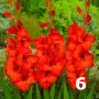Гладиоли , снимка 6