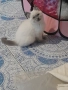 Котета Британска късокосместа , снимка 1
