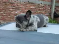 Синьо мерле Френски Булдог , снимка 3