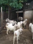 Продавам козлета, кози и овце, снимка 2