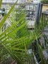 Канарска финикова палма, снимка 3