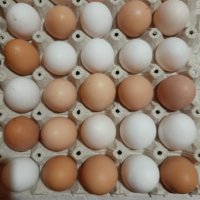 пресни домашни яйца, снимка 1 - Домашни продукти - 44421208