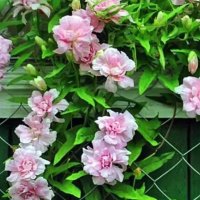 Пасифлора и калистегия , снимка 5 - Градински цветя и растения - 41261840