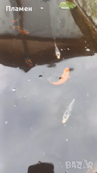 Японски шаран KOИ, снимка 1