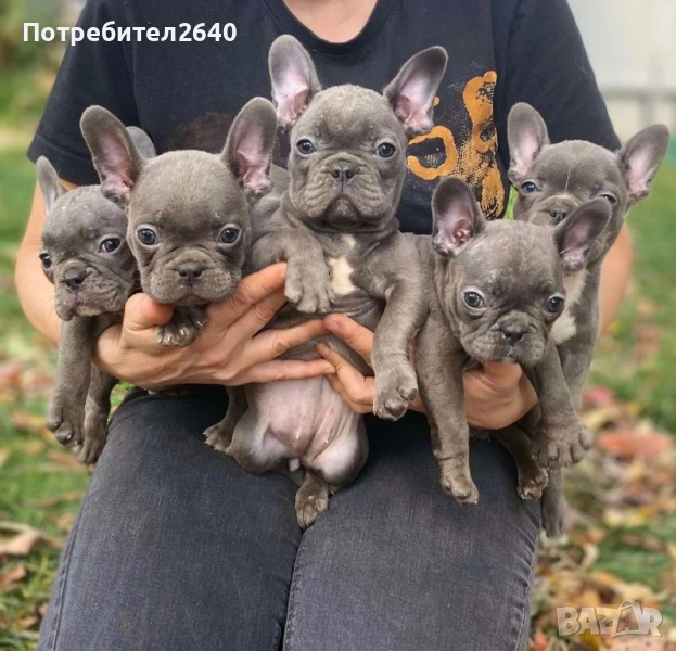 Син Френски булдог(Blue french bulldog), снимка 1
