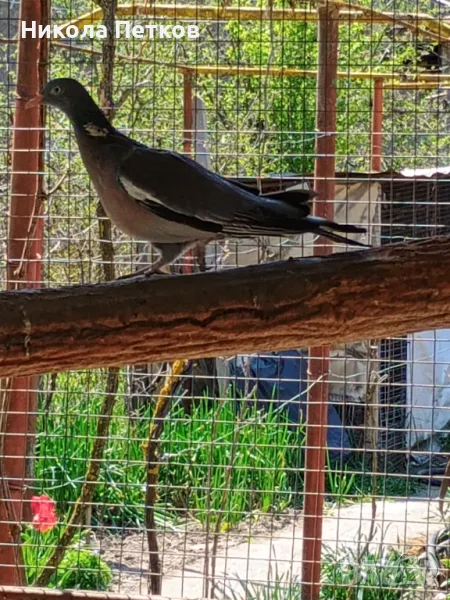 Гривяци, снимка 1