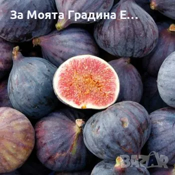 Смокиня Блек мишън, снимка 1