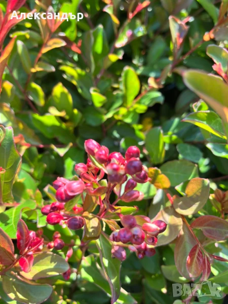 Лагерстремия Лилава и Червена , снимка 1