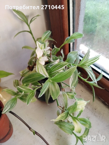 Традесканция - каскадна, снимка 1