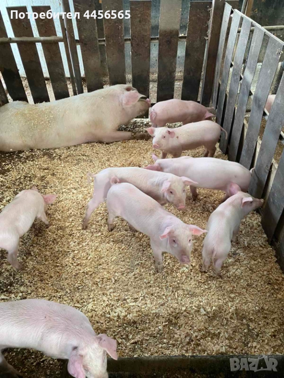 Малки прасенца, снимка 1