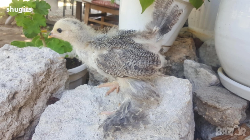 Брами различни разцветки, снимка 1