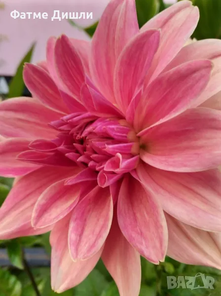 Високостеблена далия 3лв грудка , снимка 1