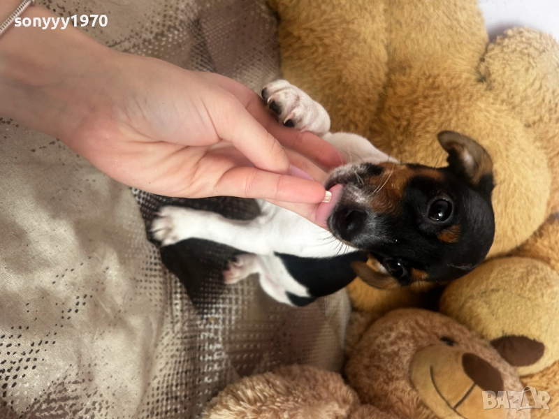 ПОСЛЕДНА БРОЙКА-ДЖАК РЪСЕЛ С ВАКСИНА И ПАСПОРТ 2110252159, снимка 1