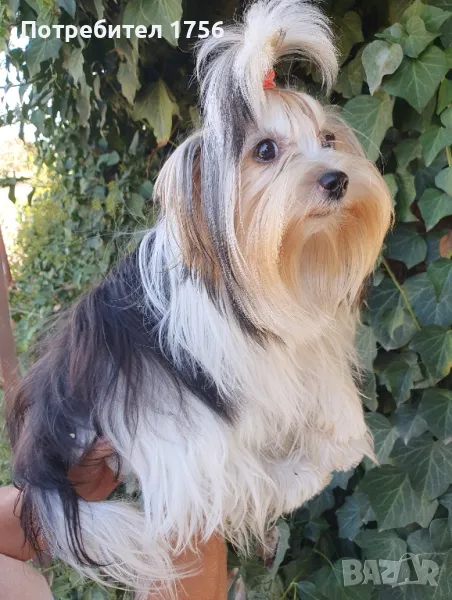 Бивер йорки, момиче., снимка 1