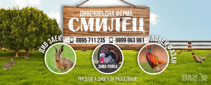 Дива пуйка , снимка 1