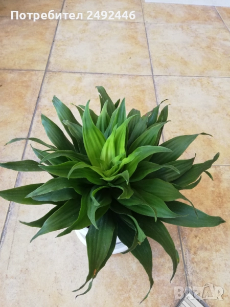 Драцена , снимка 1
