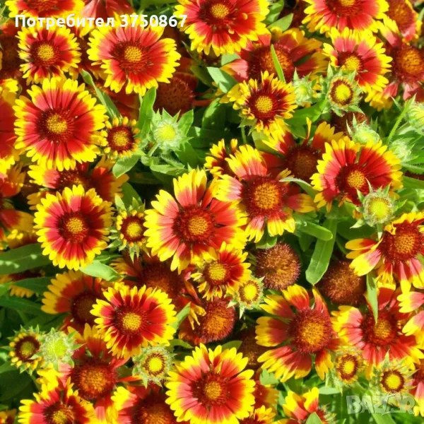 🧡 Гайлардия /Gaillardia/ 🧡, снимка 1