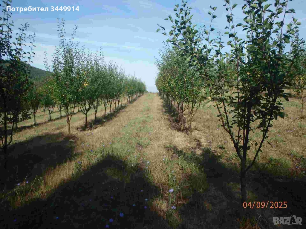 Овощни градини био- сливи до Правец, снимка 1