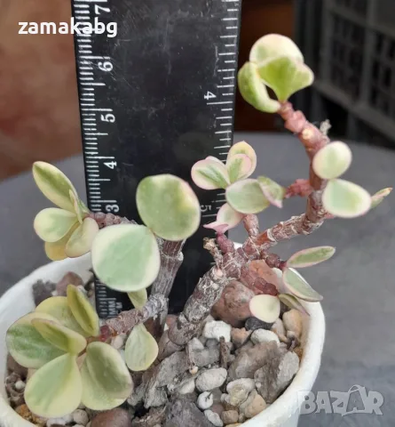 Портулакария (Portulacaria afra variegata), 2.50 €, сукулентно растение