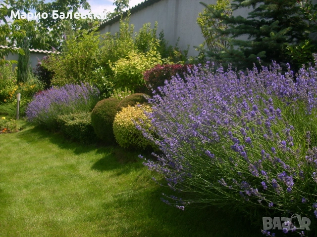 Озеленяване и поддръжка на градини , снимка 9 - Други - 53493481