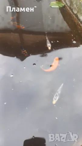 Японски шаран KOИ, снимка 1