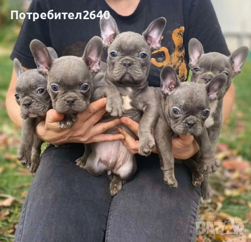 Син Френски булдог(Blue french bulldog), снимка 1