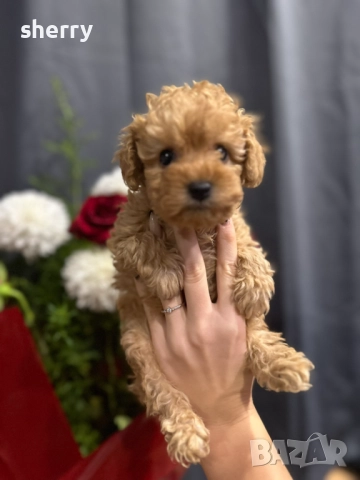 Той пудели, снимка 3 - Пудели - 52331322